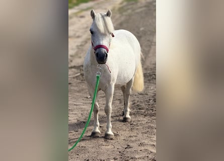 Weitere Ponys/Kleinpferde, Stute, 6 Jahre, 108 cm, White