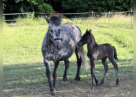Weitere Ponys/Kleinpferde, Stute, 6 Jahre, 125 cm, Apfelschimmel