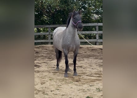Weitere Ponys/Kleinpferde, Stute, 6 Jahre, 141 cm, Roan-Blue