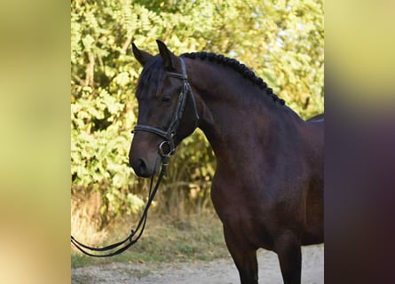 Weitere Ponys/Kleinpferde, Stute, 6 Jahre, 144 cm, Dunkelbrauner