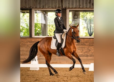 Weitere Ponys/Kleinpferde, Stute, 6 Jahre, 146 cm, Brauner
