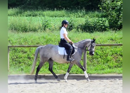 Weitere Ponys/Kleinpferde, Stute, 6 Jahre, 147 cm, Schimmel