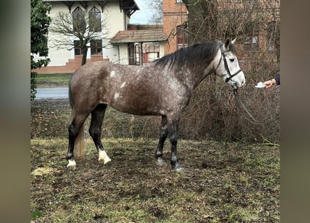 Weitere Ponys/Kleinpferde, Stute, 6 Jahre, 148 cm, Apfelschimmel