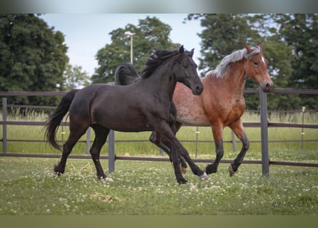 Weitere Ponys/Kleinpferde Mix, Stute, 6 Jahre, 150 cm, Rappe