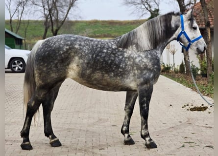 Weitere Ponys/Kleinpferde, Stute, 6 Jahre, 155 cm, Apfelschimmel