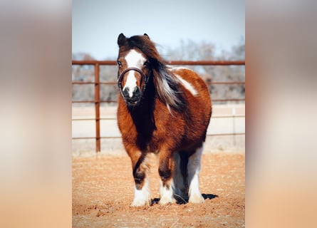 Weitere Ponys/Kleinpferde, Stute, 6 Jahre, 81 cm, Schecke