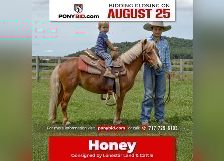 Weitere Ponys/Kleinpferde, Stute, 6 Jahre, 91 cm, Palomino
