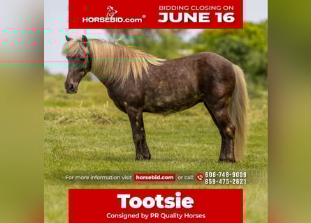 Weitere Ponys/Kleinpferde, Stute, 7 Jahre, 107 cm