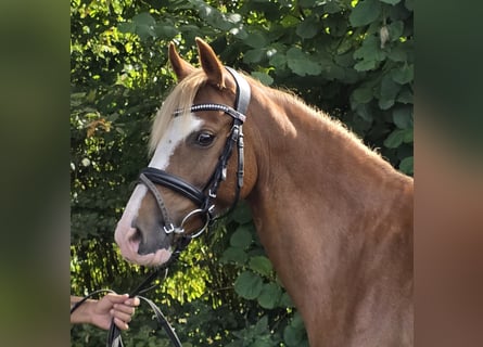 Weitere Ponys/Kleinpferde, Stute, 7 Jahre, 138 cm, Fuchs