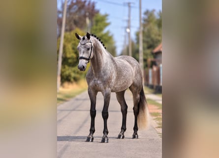 Weitere Ponys/Kleinpferde, Stute, 7 Jahre, 140 cm, Schimmel