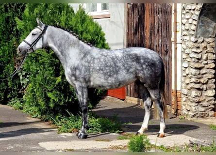 Weitere Ponys/Kleinpferde, Stute, 7 Jahre, 145 cm, Schimmel