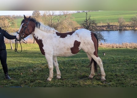 Weitere Ponys/Kleinpferde, Stute, 7 Jahre, 146 cm, Schecke