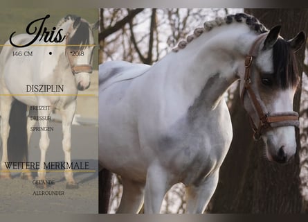 Weitere Ponys/Kleinpferde, Stute, 7 Jahre, 146 cm, Schecke