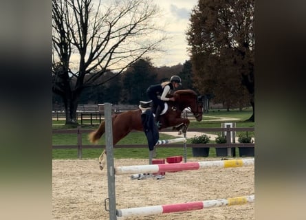 Weitere Ponys/Kleinpferde, Stute, 7 Jahre, 147 cm, Dunkelfuchs