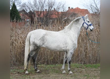 Weitere Ponys/Kleinpferde, Stute, 7 Jahre, 147 cm, Schimmel