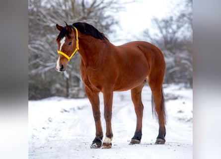 Weitere Ponys/Kleinpferde, Stute, 7 Jahre, 148 cm, Brauner