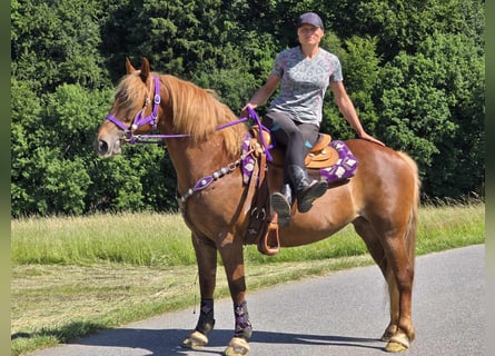 Weitere Ponys/Kleinpferde, Stute, 7 Jahre, 149 cm, Fuchs