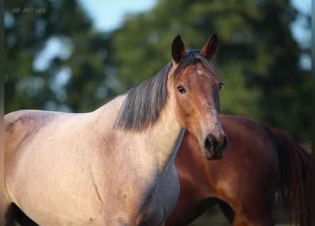 Weitere Ponys/Kleinpferde Mix, Stute, 7 Jahre, 150 cm