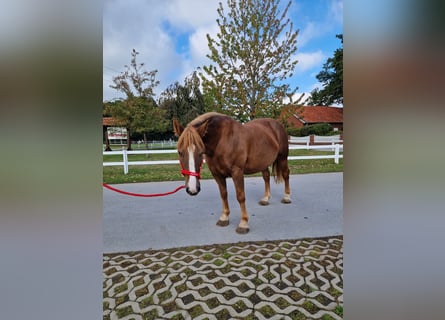 Weitere Ponys/Kleinpferde, Stute, 7 Jahre, 154 cm, Fuchs