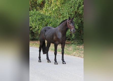 Weitere Ponys/Kleinpferde, Stute, 8 Jahre, 138 cm, Rappe