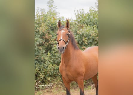 Weitere Ponys/Kleinpferde, Stute, 8 Jahre, 142 cm, Brauner