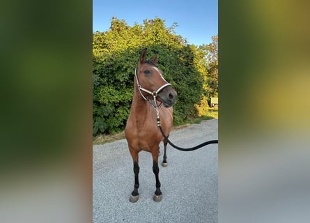 Weitere Ponys/Kleinpferde, Stute, 8 Jahre, 142 cm, Brauner