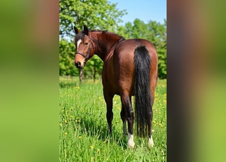 Weitere Ponys/Kleinpferde, Stute, 8 Jahre, 145 cm, Brauner