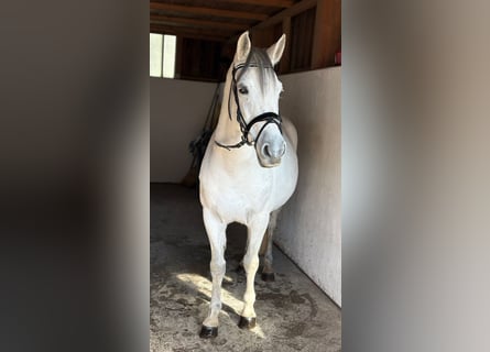 Weitere Ponys/Kleinpferde, Stute, 8 Jahre, 145 cm, Schimmel