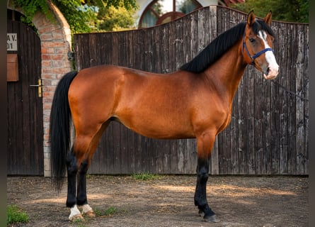 Weitere Ponys/Kleinpferde, Stute, 8 Jahre, 150 cm, Brauner