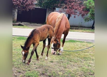Weitere Ponys/Kleinpferde, Stute, 8 Jahre, 150 cm, Fuchs