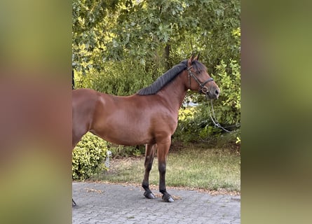 Weitere Ponys/Kleinpferde Mix, Stute, 8 Jahre, 155 cm, Brauner