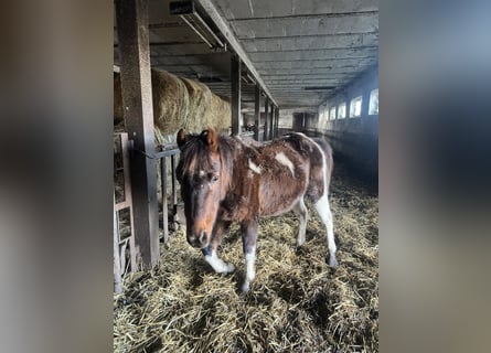 Weitere Ponys/Kleinpferde Mix, Stute, 8 Jahre, Tobiano-alle-Farben