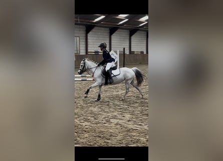 Weitere Ponys/Kleinpferde, Stute, 9 Jahre, 122 cm, Blauschimmel