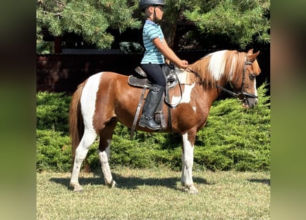 Weitere Ponys/Kleinpferde, Stute, 9 Jahre, 133 cm, Schecke