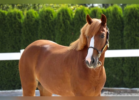 Weitere Ponys/Kleinpferde, Stute, 9 Jahre, 137 cm, Fuchs