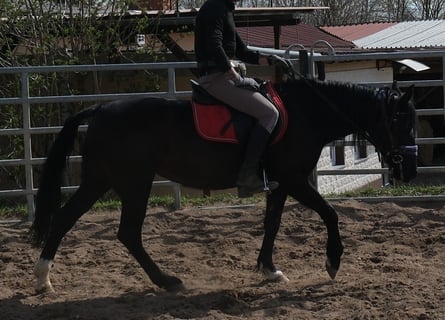 Weitere Ponys/Kleinpferde, Stute, 9 Jahre, 147 cm, Rappe