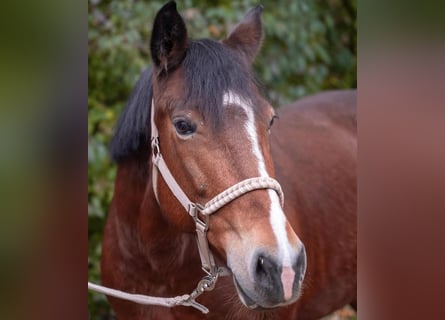 Weitere Ponys/Kleinpferde, Stute, 9 Jahre, 148 cm, Brauner