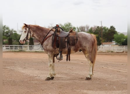 Weitere Ponys/Kleinpferde, Wallach, 10 Jahre, 122 cm, Roan-Red
