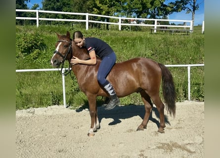 Weitere Ponys/Kleinpferde, Wallach, 10 Jahre, 140 cm, Brauner