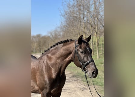 Weitere Ponys/Kleinpferde Mix, Wallach, 10 Jahre, 146 cm, Brauner