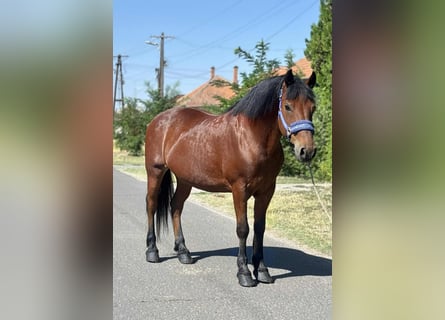 Weitere Ponys/Kleinpferde, Wallach, 10 Jahre, 151 cm, Brauner