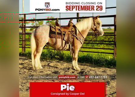 Weitere Ponys/Kleinpferde, Wallach, 10 Jahre, 86 cm, Roan-Red