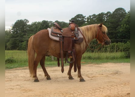 Weitere Ponys/Kleinpferde, Wallach, 10 Jahre, 89 cm, Rotfuchs