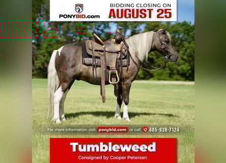 Weitere Ponys/Kleinpferde, Wallach, 11 Jahre, 107 cm, Schecke