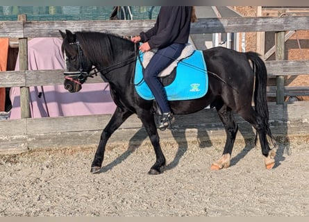 Weitere Ponys/Kleinpferde, Wallach, 11 Jahre, 122 cm, Rappe