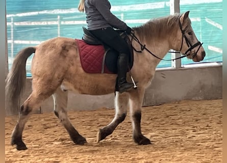 Weitere Ponys/Kleinpferde, Wallach, 11 Jahre, 139 cm, Tigerschecke