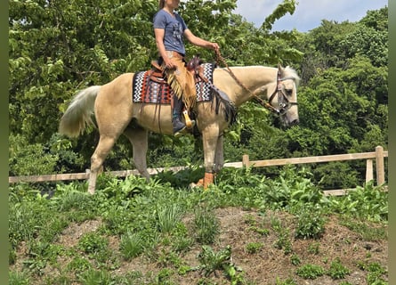 Weitere Ponys/Kleinpferde, Wallach, 11 Jahre, 148 cm, Palomino