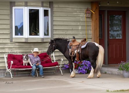 Weitere Ponys/Kleinpferde, Wallach, 12 Jahre, 104 cm