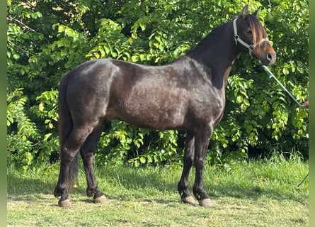 Weitere Ponys/Kleinpferde, Wallach, 12 Jahre, 137 cm, Rappe