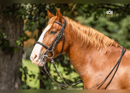 Weitere Ponys/Kleinpferde, Wallach, 12 Jahre, 140 cm, Fuchs